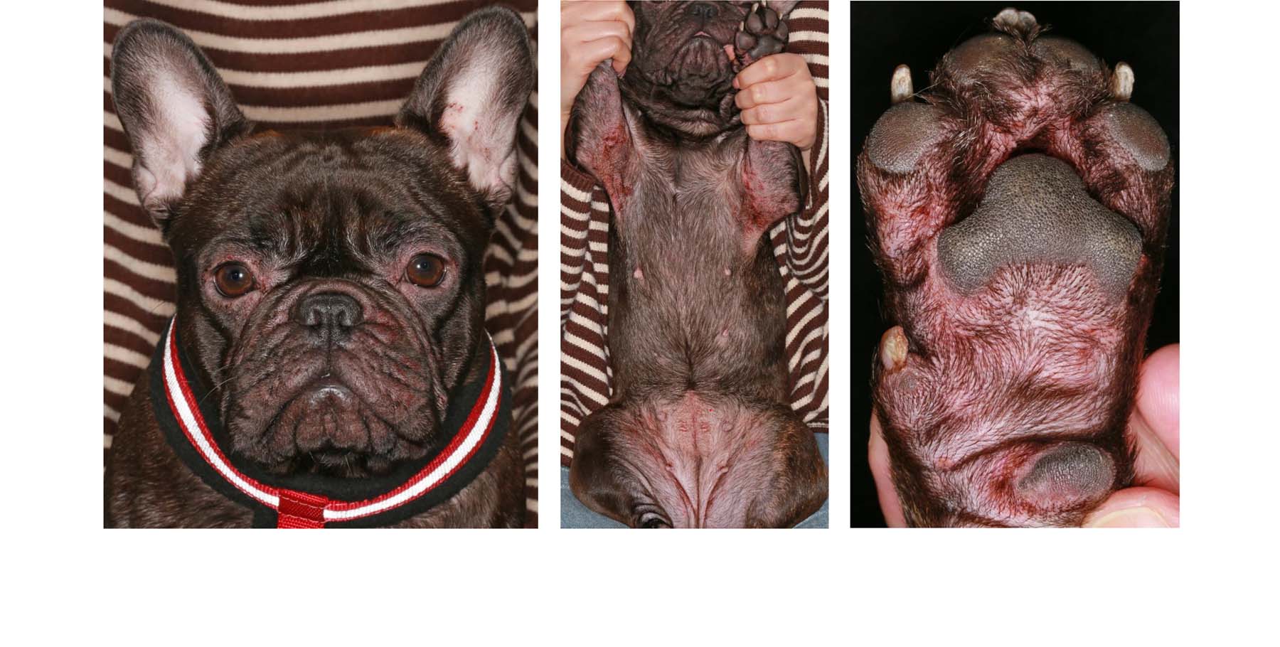 The SkinVet UK Veterinary Dermatology Consultant