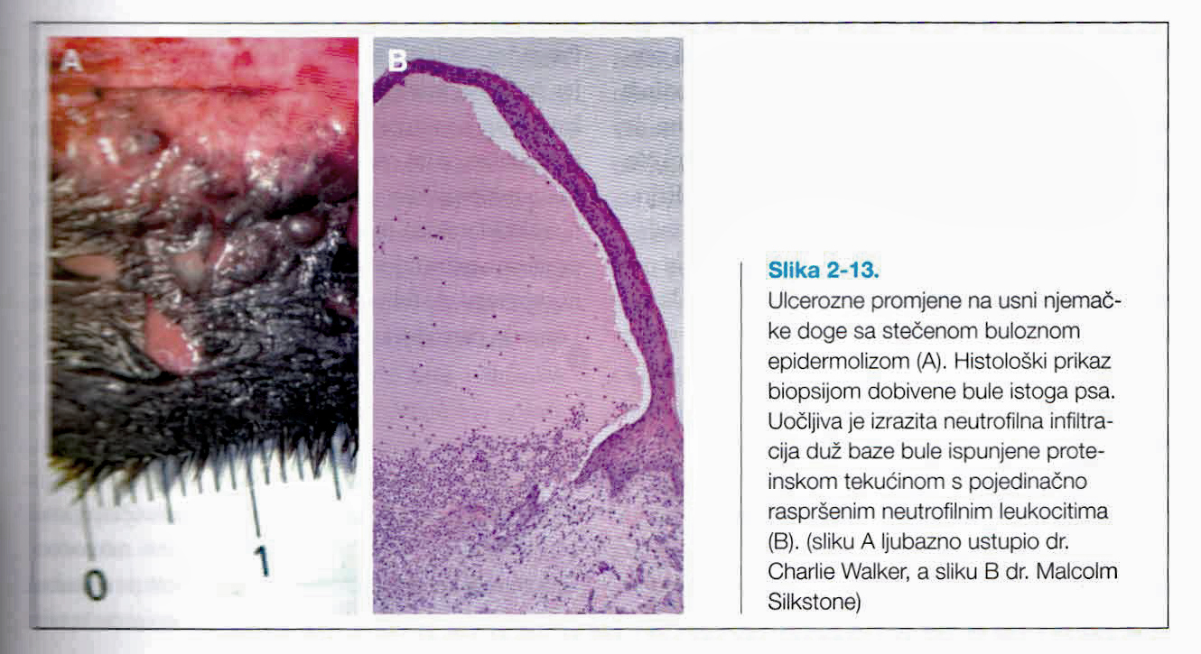 EBA Illustration in Veterinarska Klinicka Immunologija