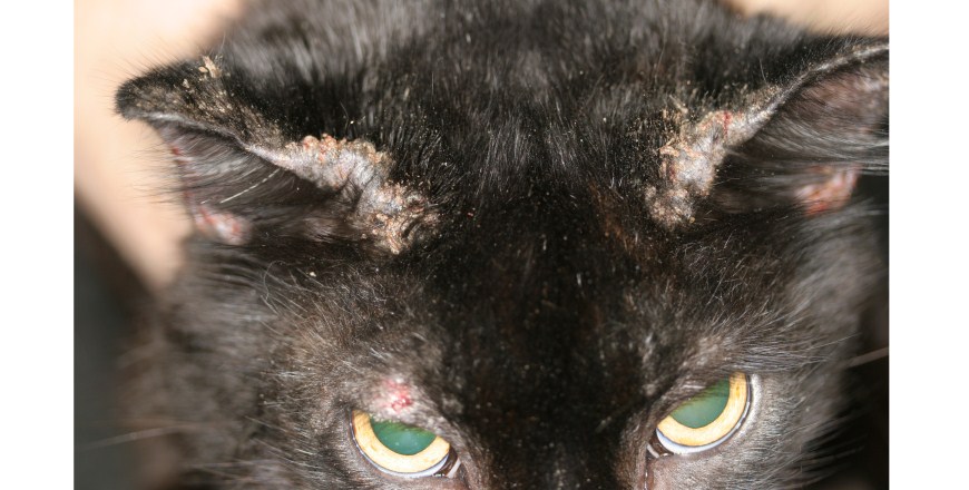 Cat Mange (Feline Scabies): All You Need To Know and More