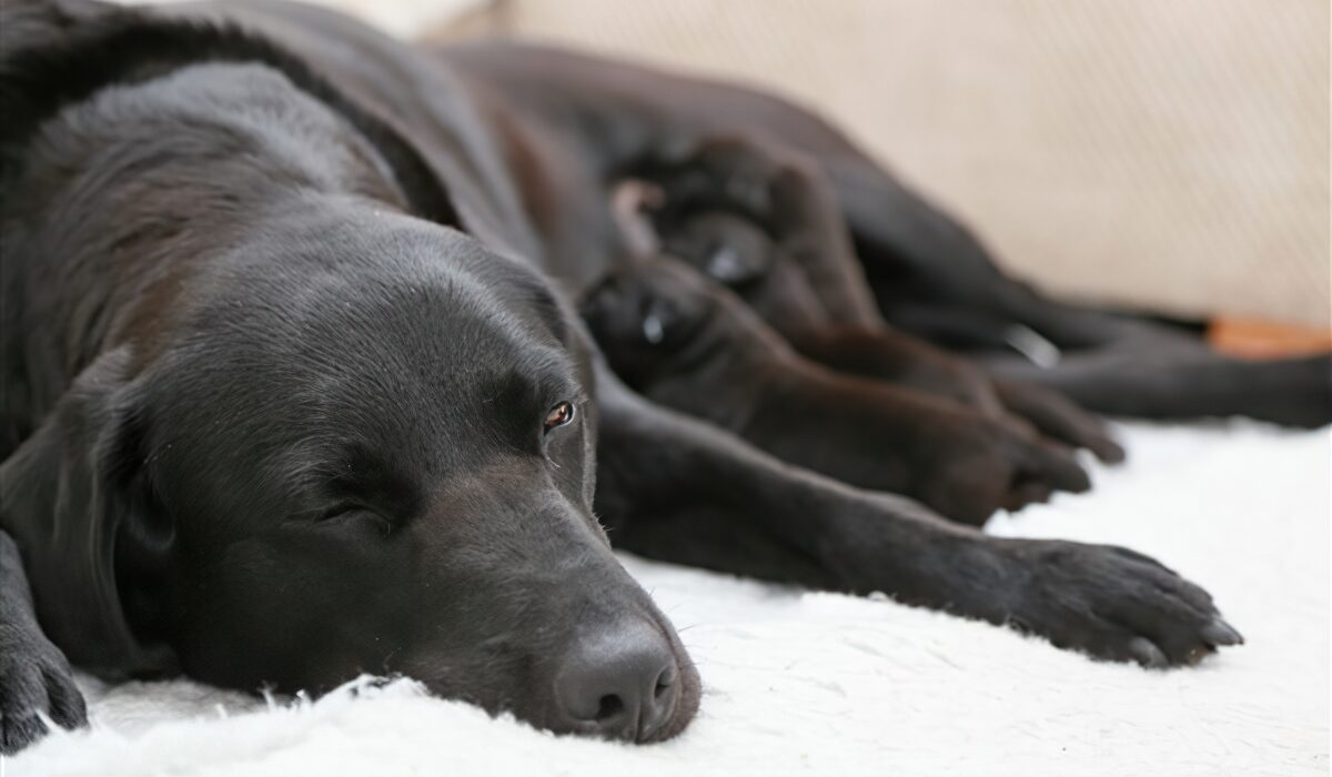 20160528-Taps-2016-Litter-2