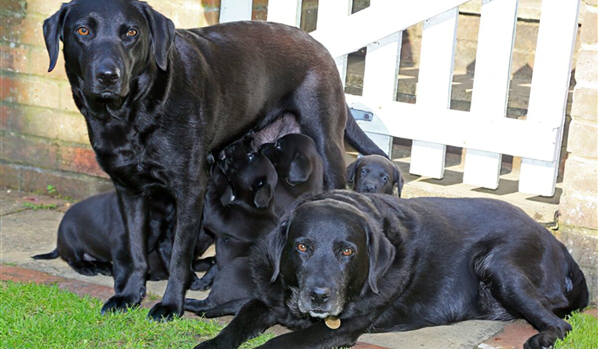 20160628-Taps-2016-Litter-3