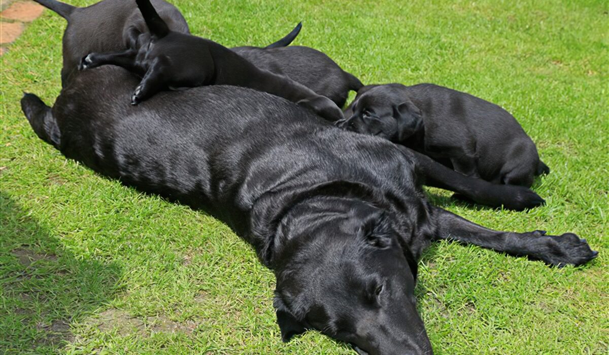 20160628-Taps-2016-Litter-7