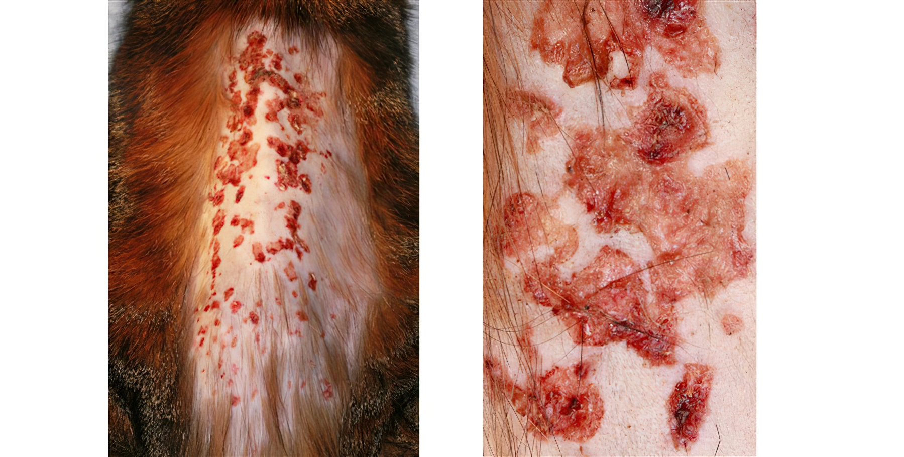 A Geriatric Cat with Ulcerative Alopecic Dermatitis: Paraneoplastic Dermatopathy, Primary Skin Cancer or an Adverse Drug Reaction?