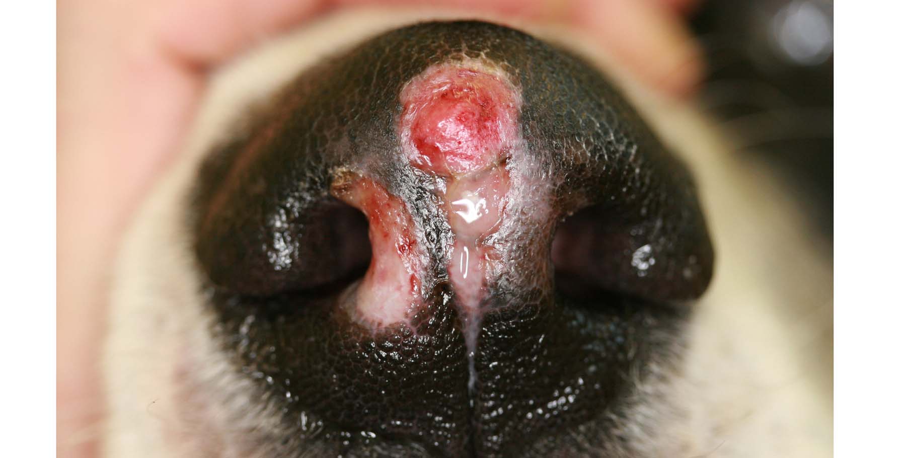 Advanced Nasal Squamous Cell Carcinoma, Bassett Hound
