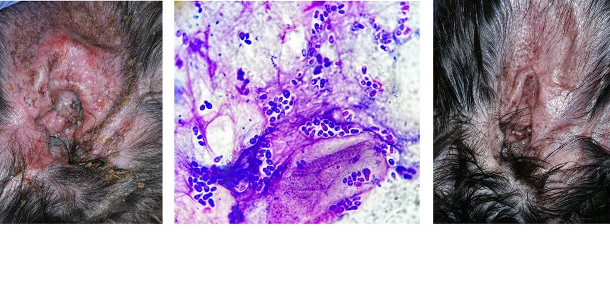 Allergic Otitis Externa, with Secondary Staphylococcal & Malassezia Infection: Immediate Cytology & Response after only 14 days of Multimodal Treatment, Shih Tzu