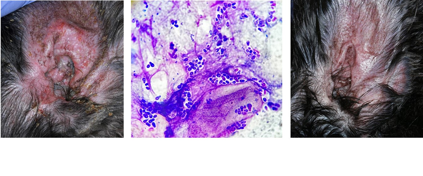 Allergic Otitis Externa, with Secondary Staphylococcal & Malassezia Infection: Immediate Cytology & Response after only 14 days of Multimodal Treatment, Shih Tzu