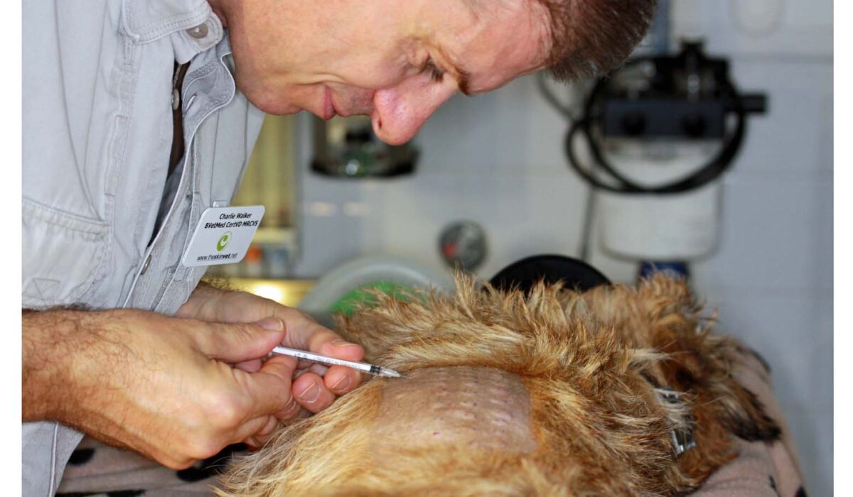 An Intradermal Allergen Injection An Intradermal Allergen Injection