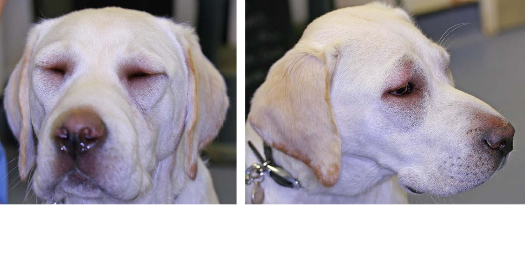Acute Allergic Reaction: Angiodema & Urticaria, Labrador Retriever