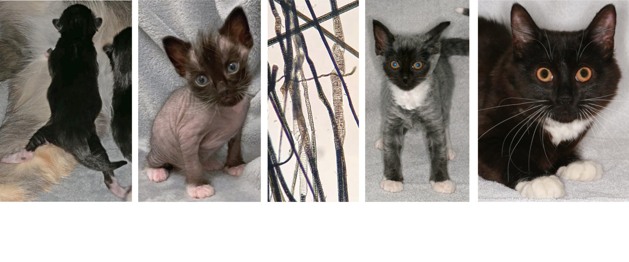 Atypical Feline Telogen Effluvium: new born kitten, 3.5 week, 7week & 6 months' old plus Trichogram