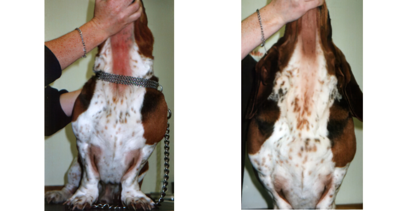 Malassezia Dermatitis: before & after 8 weeks of Topical Treatment, Bassett Hound