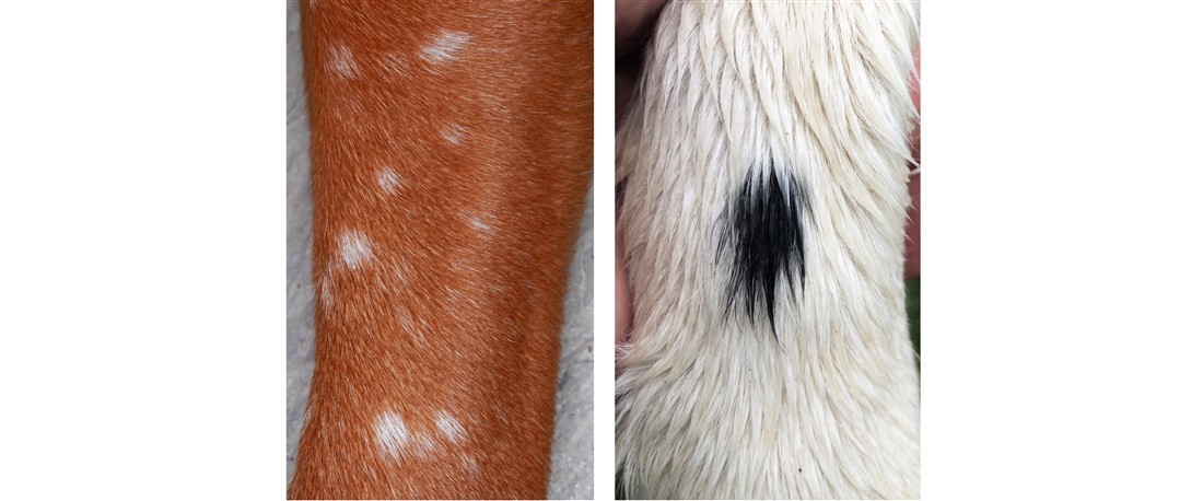 Benign Pigment Spot(s) or Skin Cancer? One of these Dogs has Cutaneous T Cell Lymphoma