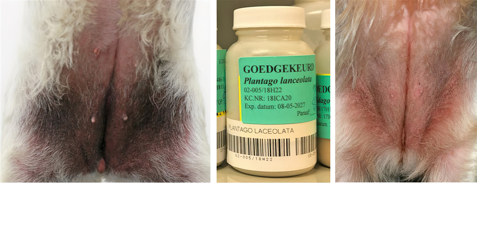 Canine Atopic Dermatitis: before & after 4 months of Immunotherapy, Plantain Pollen for Allergen-specific Immunotherapy, West Highland White Terrier