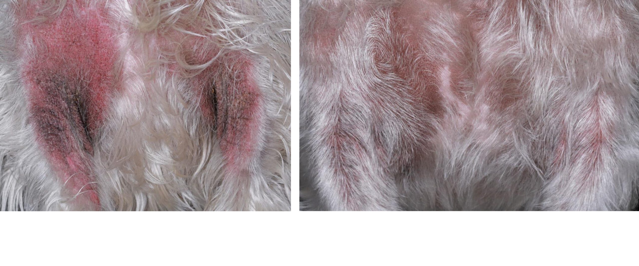Canine Atopic Dermatitis: before & after 6wk of Multimodal Treatment, West Highland White Terrier