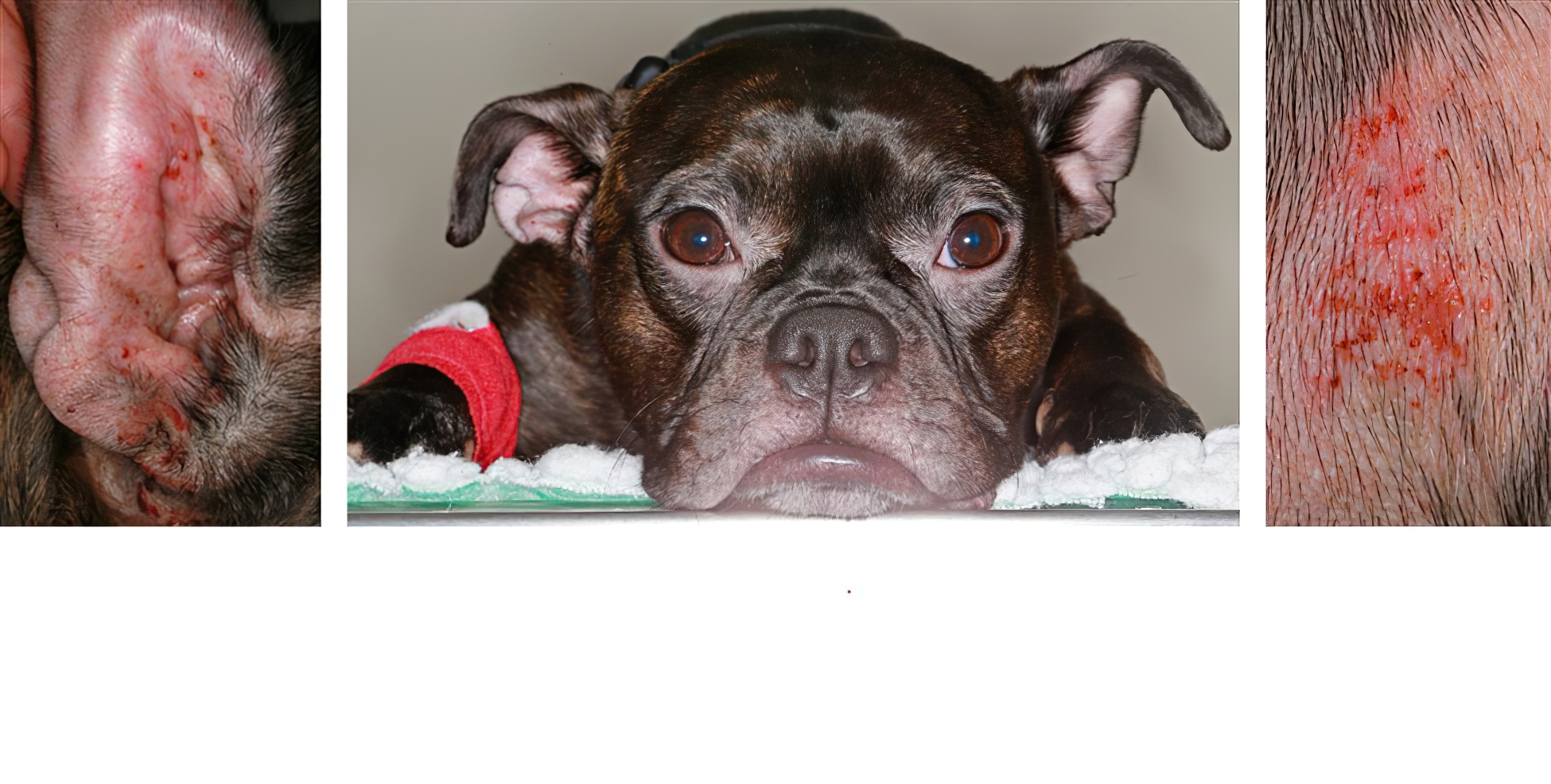 Canine Atopic Dermatitis: redness, self-traumatic hair loss & excoriations on the Face, Ears & Armpits, young Crossbreed