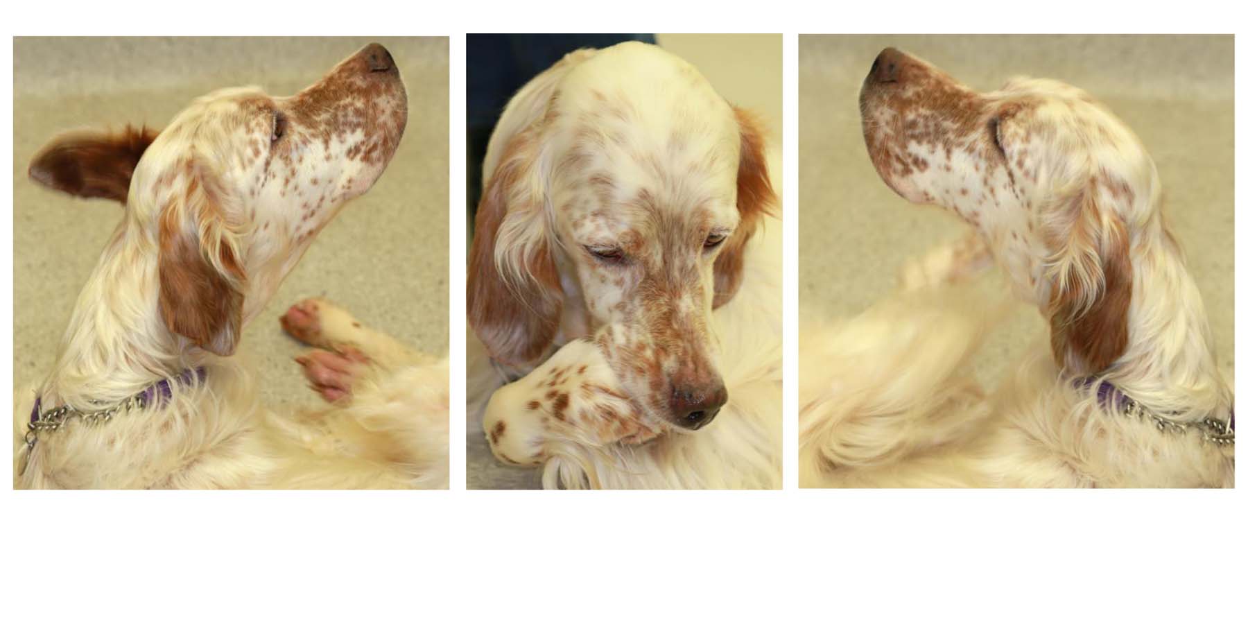 Canine Atopic Dermatitis: head shaking, paw chewing & face scratching, English Setter