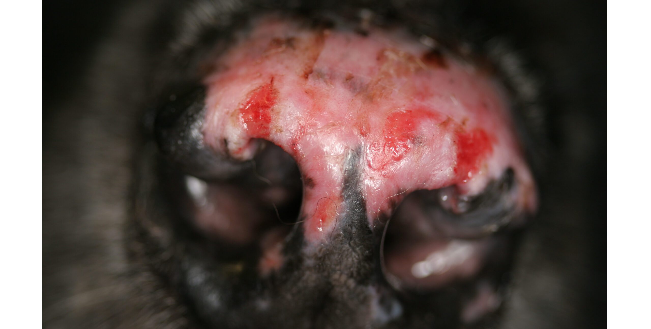 Canine Cutaneous Lupus Erythematosus: Nasal depigmentation, Erosions & Loss of Surface Architecture