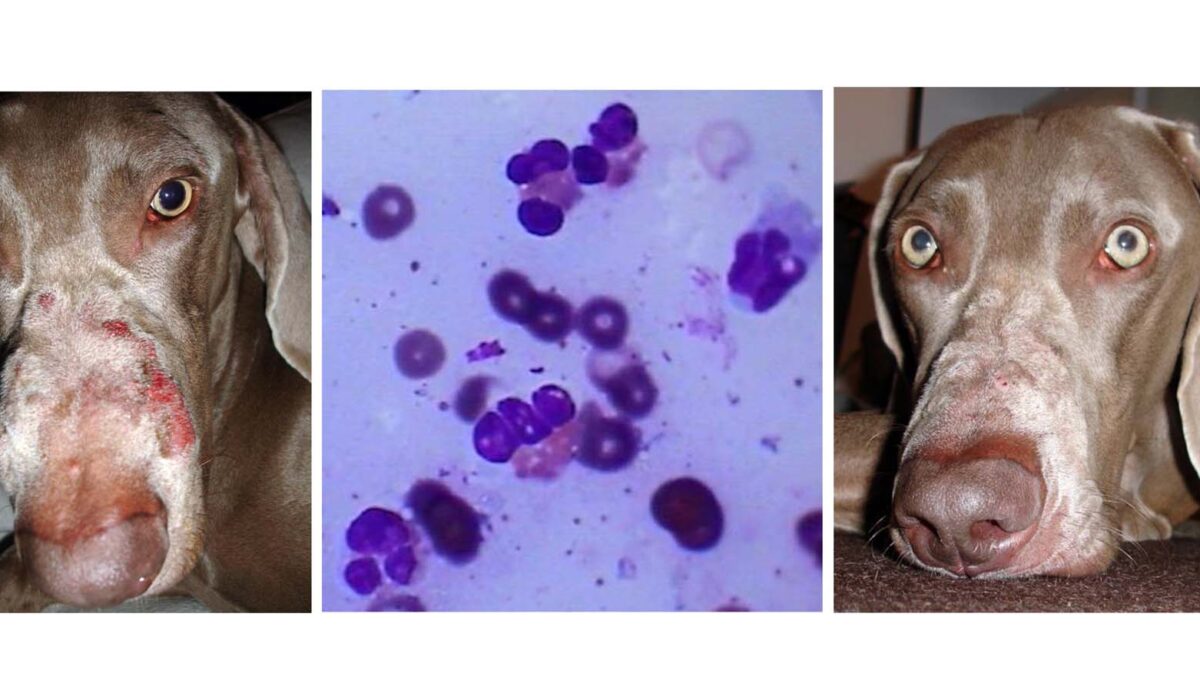 Eosinophilic Folliculitis & Furunculosis: before & 2 Weeks after Treatment, plus immediate Diagnostic Cytology, Weimeraner