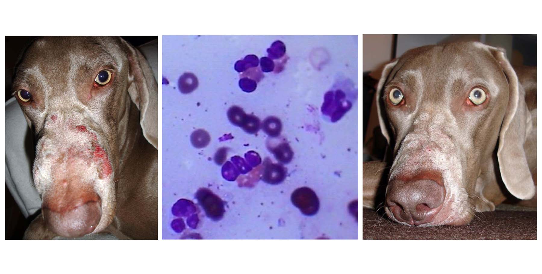 Eosinophilic Folliculitis & Furunculosis: before & 2 Weeks after Treatment, plus immediate Diagnostic Cytology, Weimeraner