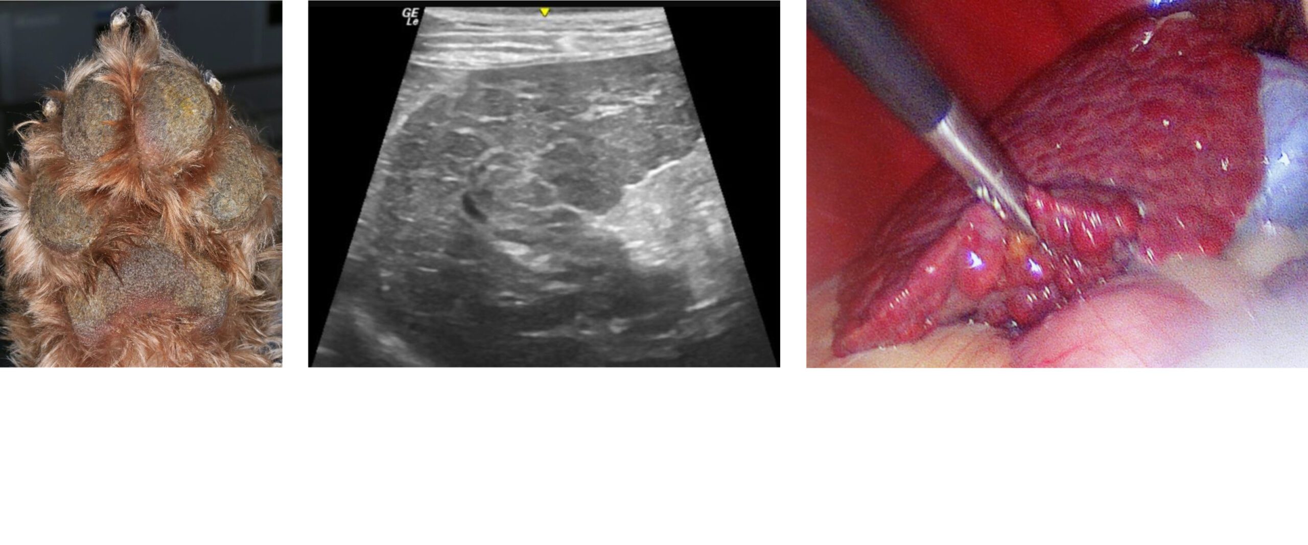 Canine Hepatocutaneous Syndrome - Hyperkeratotic Pads, Hepatic Ultrasonography, Laparoscopic Liver Biopsy