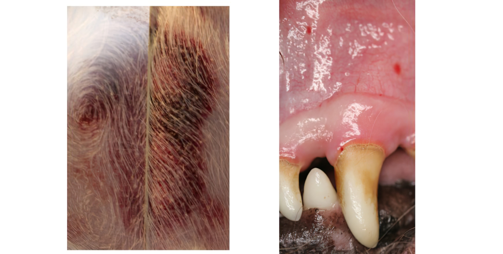 Canine Immune-Mediated Thrombocytopenia: Diascopy, Gingival Petechial Haemorrhage