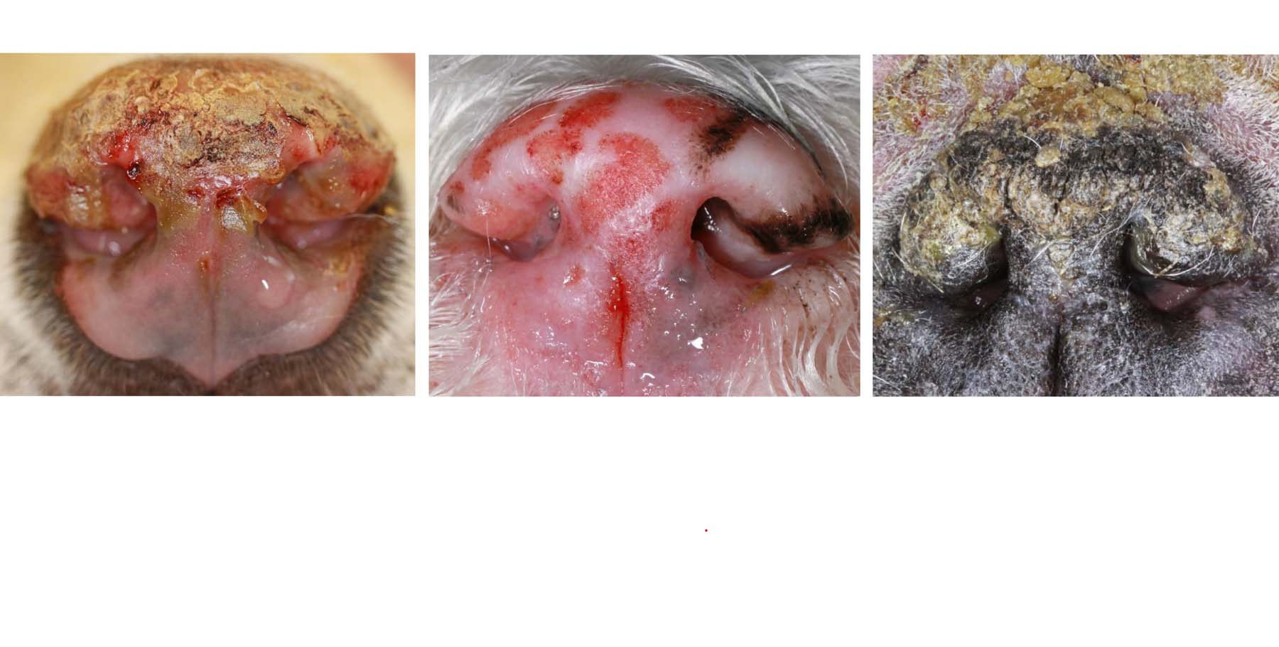Canine Noses: Cutaneous Lupus Erythematosus, Epitheliotropic Lymphoma, Pemphigus Foliaceus