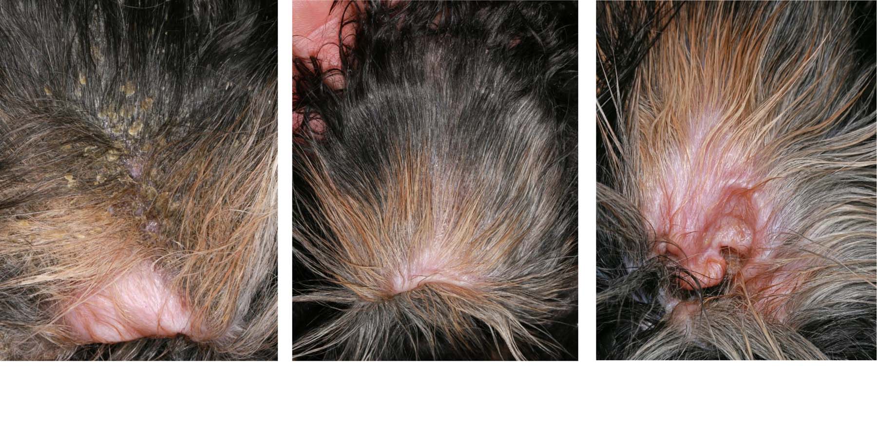 Canine Pemphigus Foliaceus: Internal Ear Flap - immediate Diagnosis, post-1st & 2nd Pulse Treatments, Cavalier King Charles Spaniel