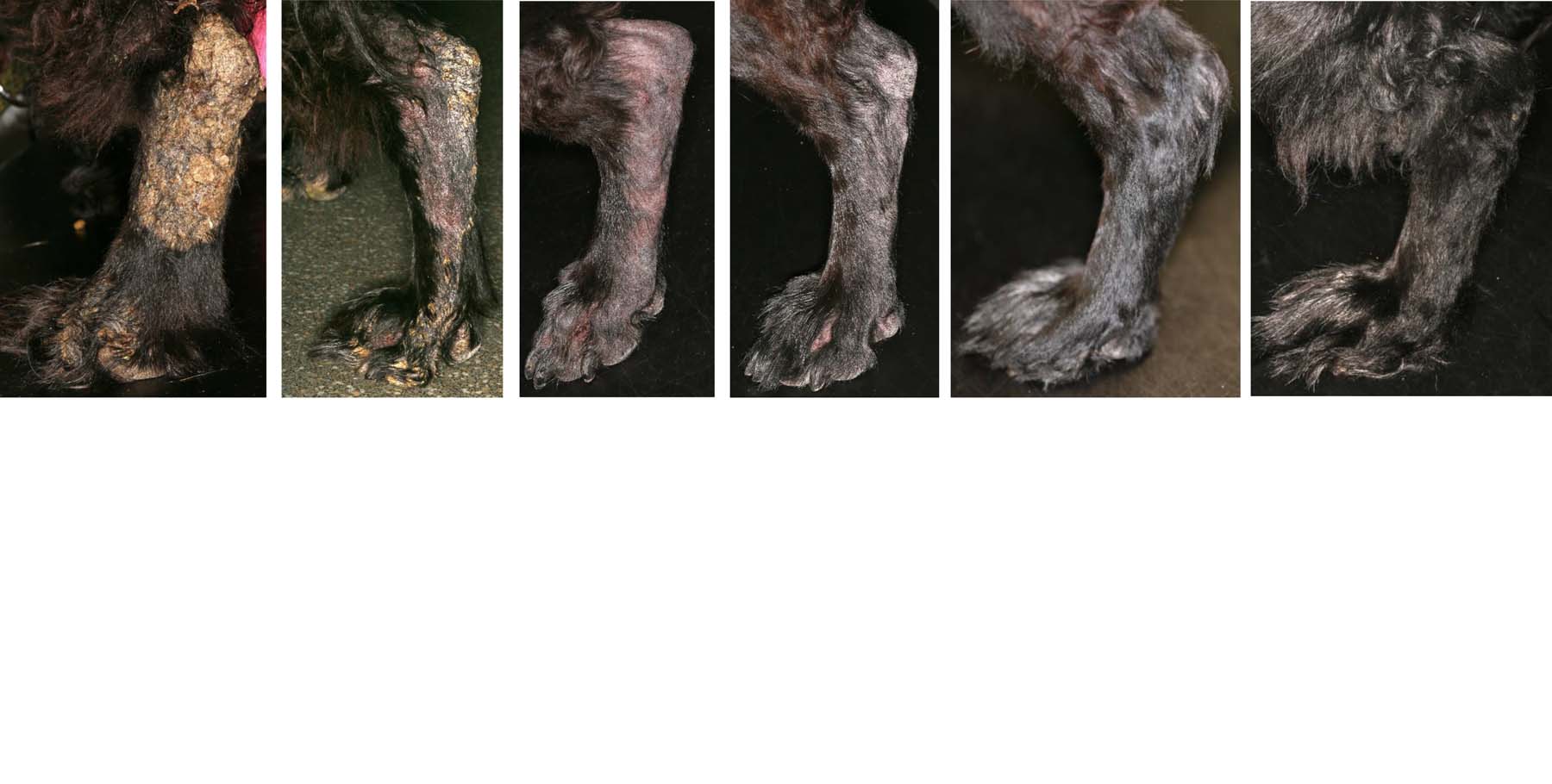 Canine Pemphigus Foliaceus: L Hind on immediate Diagnosis, 2, 5,10, 17, 23 & 42 weeks post-Pulse Treatment, Cocker Spaniel