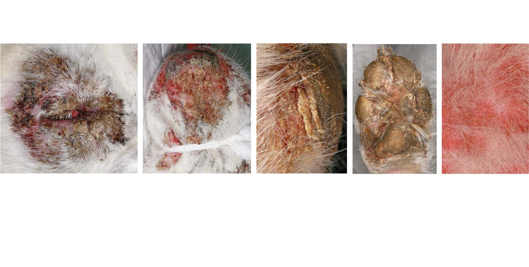 Canine Pemphigus Foliaceus: Periocular, Nasal Planum, Pad, Paw, Undercarriage, Siberian Husky
