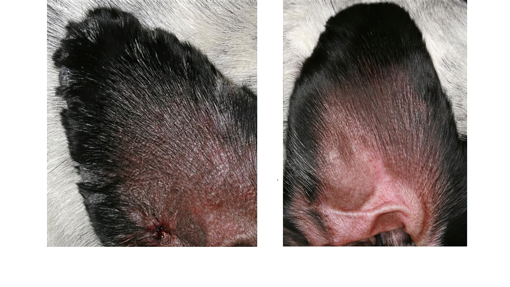 Canine Sterile Granuloma-Pyogranuloma Syndrome: before & after treatment, Bull Terrier Crossbreed