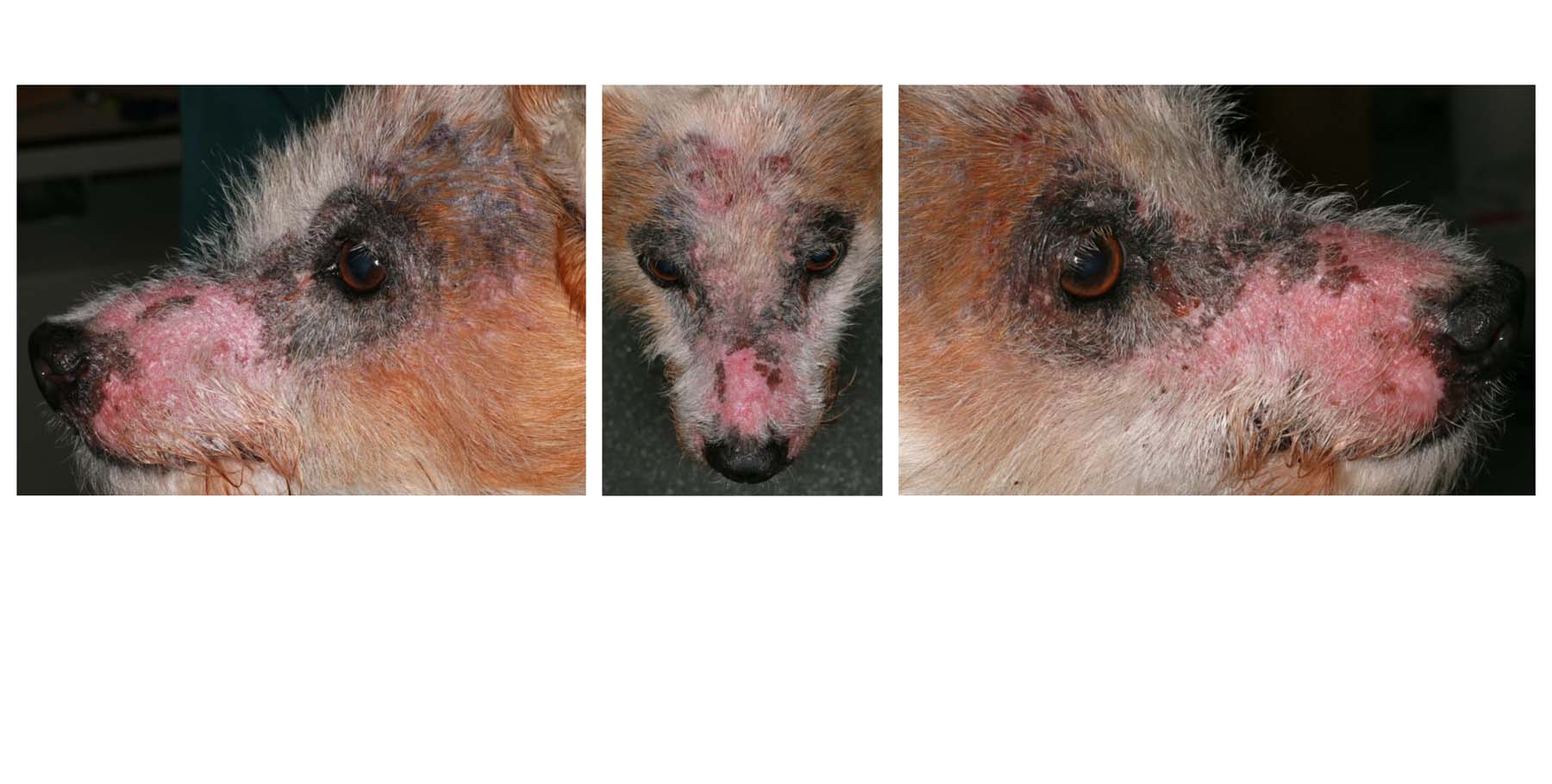 Chronic Dermatophytosis (4 Years): Trichophyton Fungal Infection diagnosed on first presentation & cured within weeks, Jack Russell Terrier