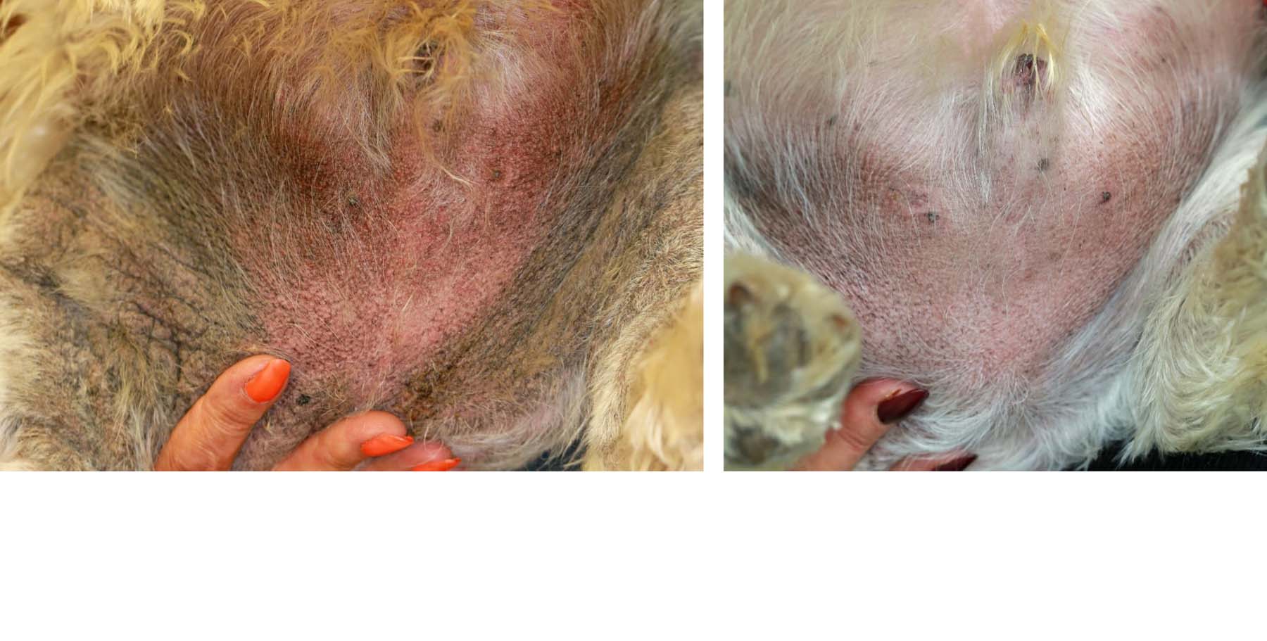 Chronic Atopic Dermatitis: before & 9 weeks after Multimodal Treatment, West Highland White Terrier