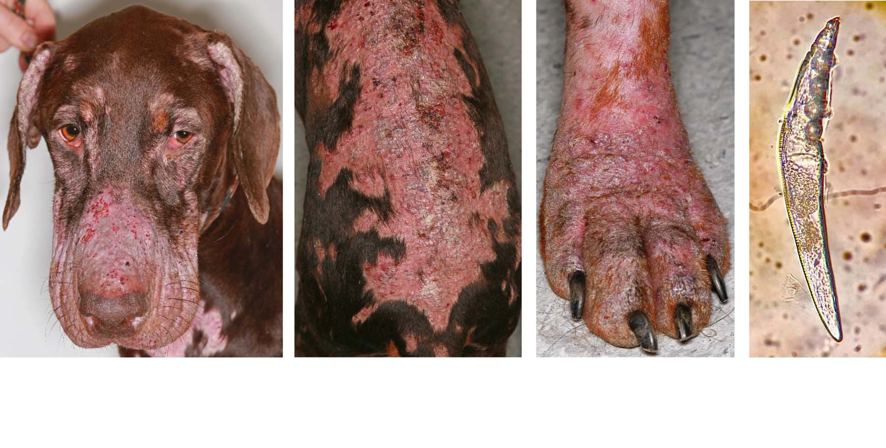 what does a skin infection look like on a dog