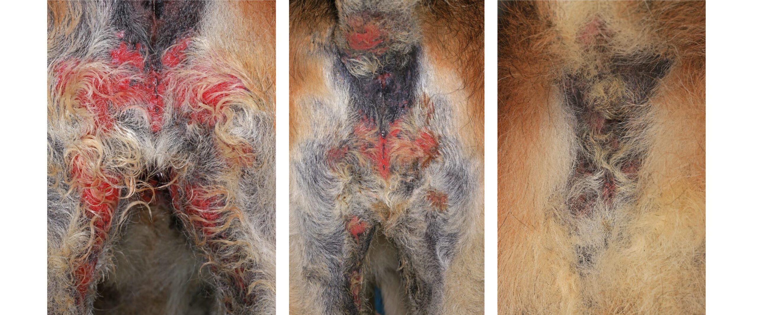 Chronic Idiopathic Pyoderma (MRSP & Pseudomonas): before, 8 & 11 weeks after Treatment, no Systemic Antimicrobials, German Shepherd Dog