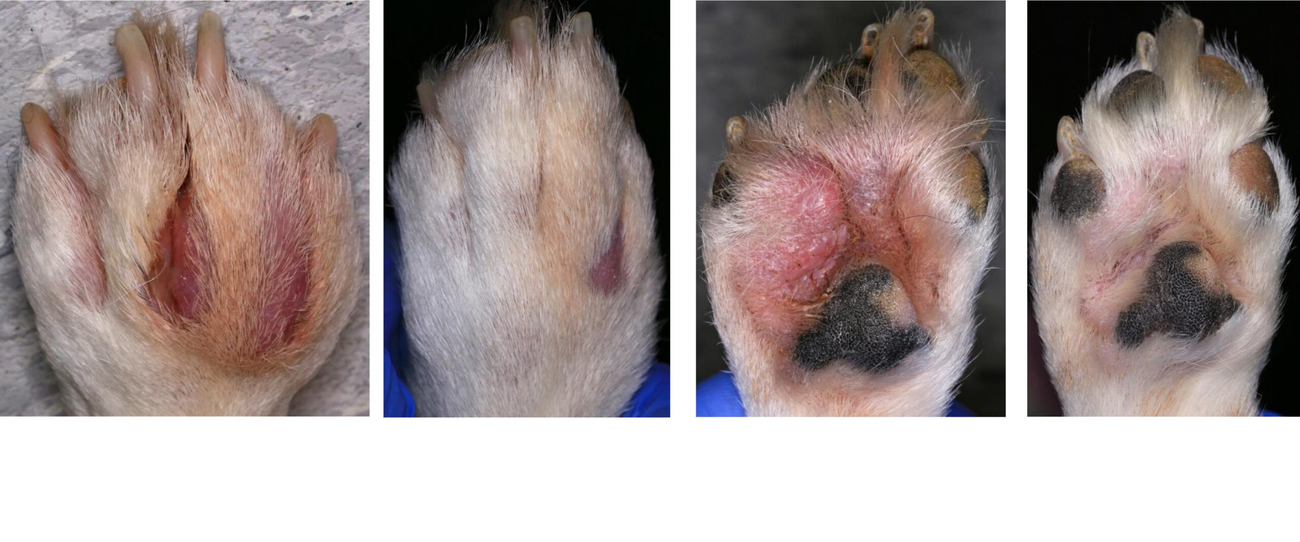 Chronic Multi-paw Pododermatitis: Left Hind before & after 6wks Treatment, Terrier Crossbreed
