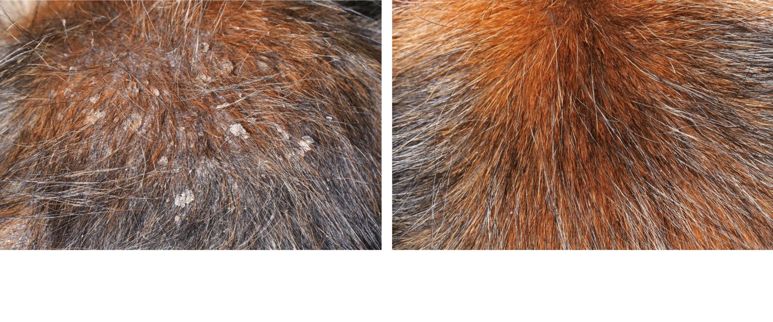 Chronic Seborrhoeic Dermatitis: before & 5 weeks after Topical Only Treatment, Terrier Crossbreed
