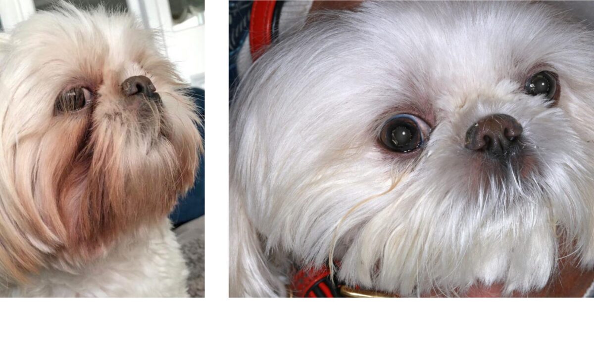 Chronic atopic dermatitis plus otitis, before & after 3 months of multimodal treatment, Bichon Frise