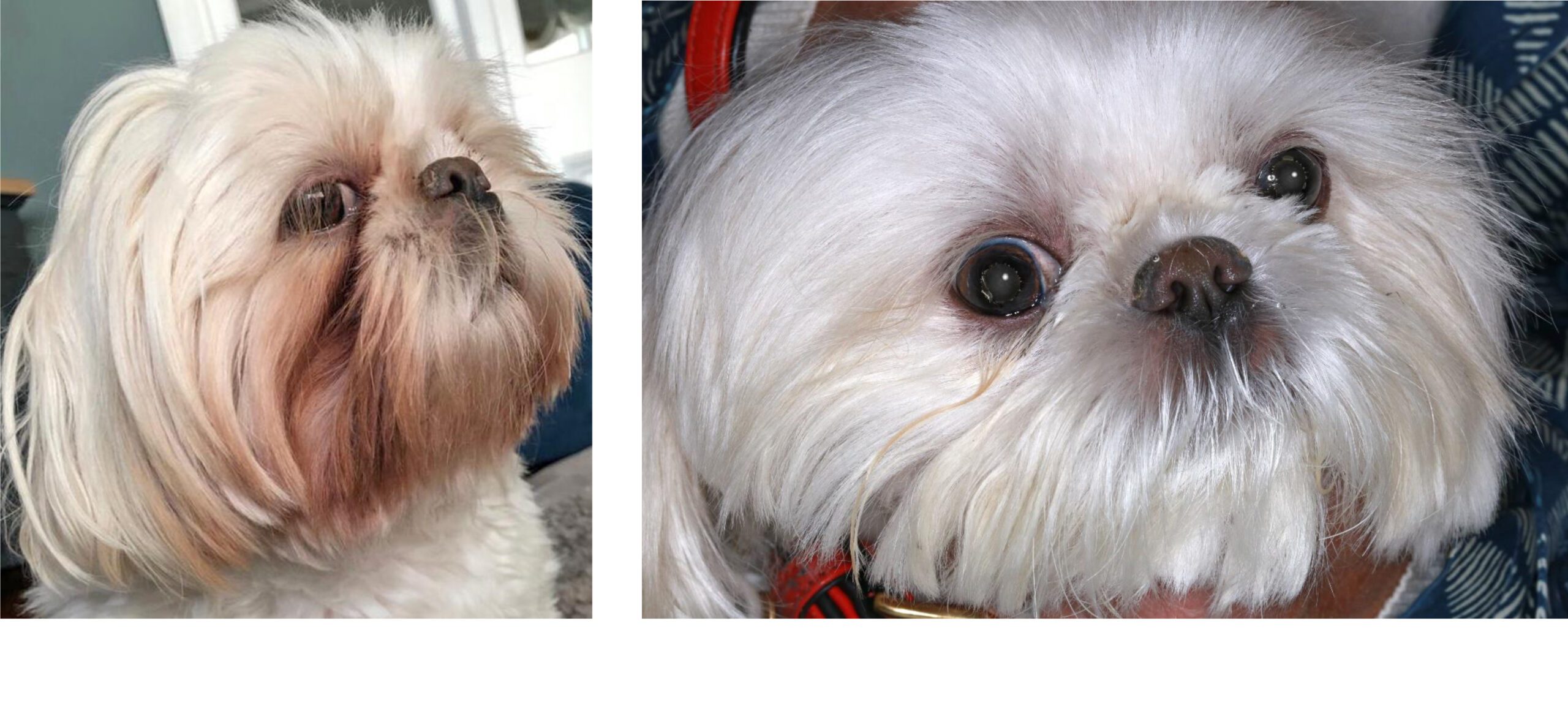 Chronic atopic dermatitis plus otitis, before & after 3 months of multimodal treatment, Bichon Frise