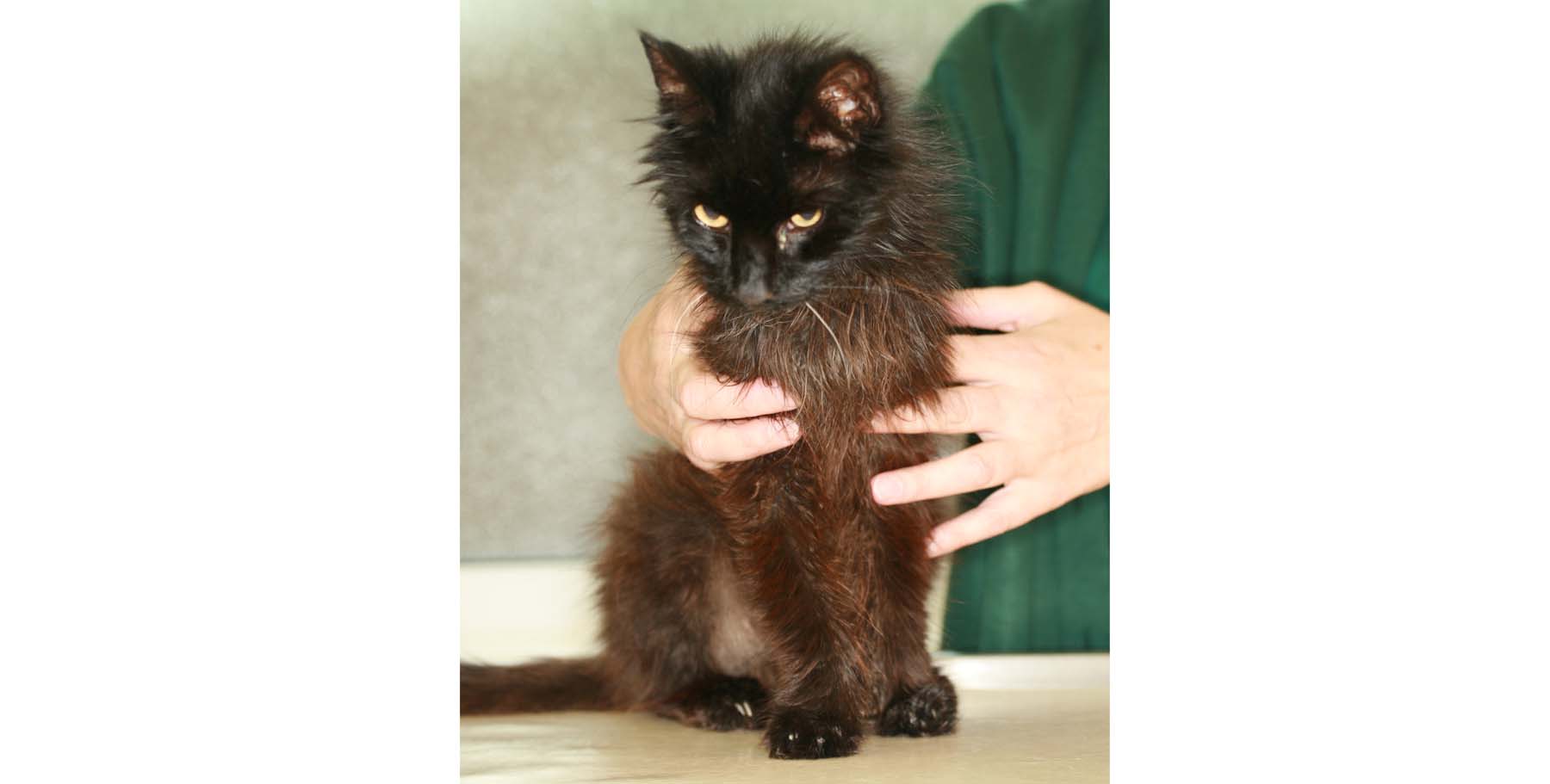 Feline Hyperthyroidism: Coat ‘Bronzing’, black long-haired Cat