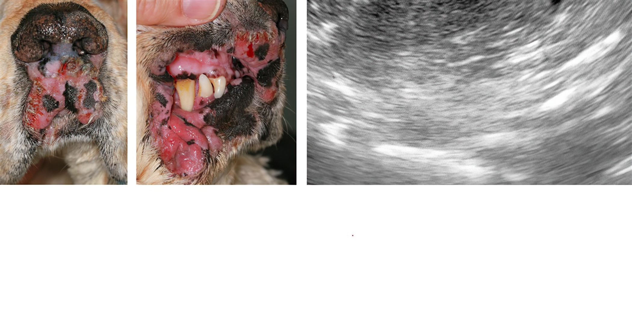 Cocker Spaniel with Concurrent Skin & Liver Lesions: Hepatocutaneous Syndrome, Cutaneous Lymphoma, Drug Reaction?