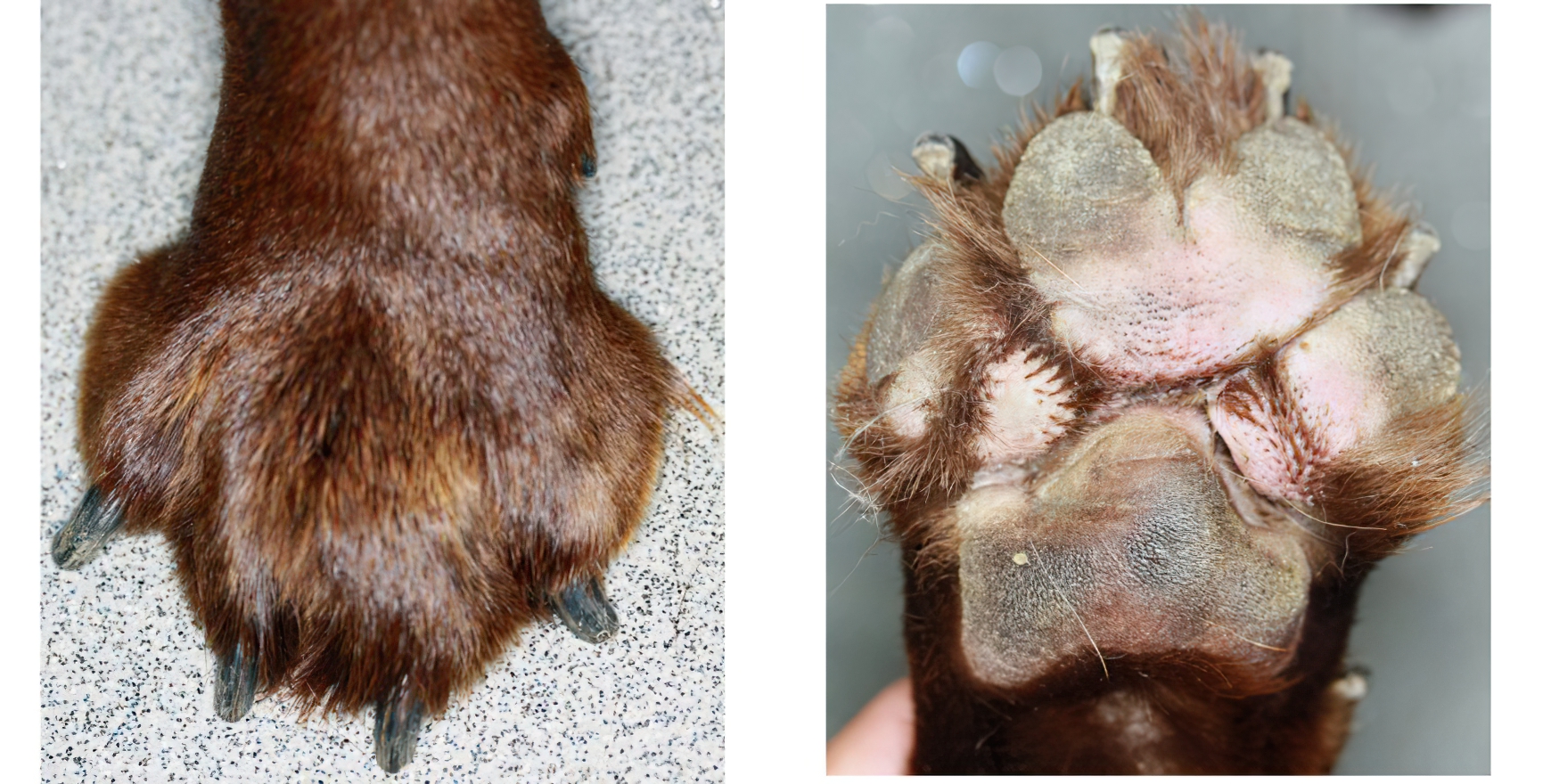 Conformational Pododermatitis, chocolate Labrador Retriever