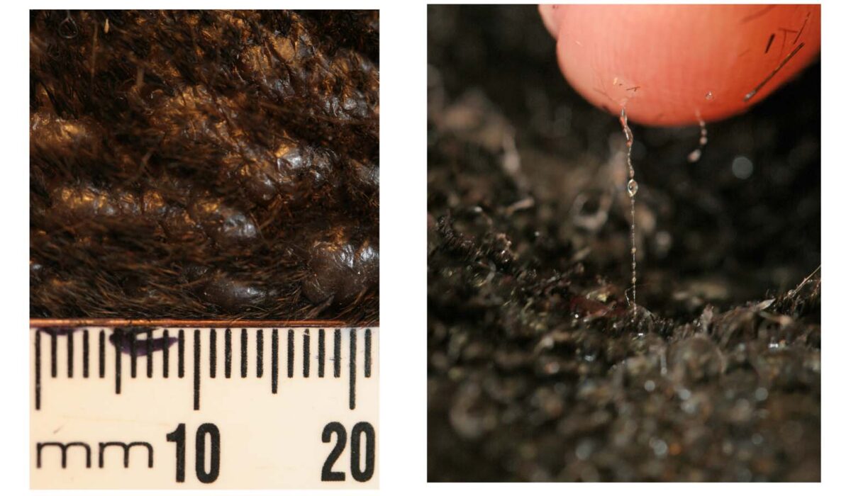 Cutaneous Mucinosis: Close-up appearance & Mucin strand, Chinese Shar Pei