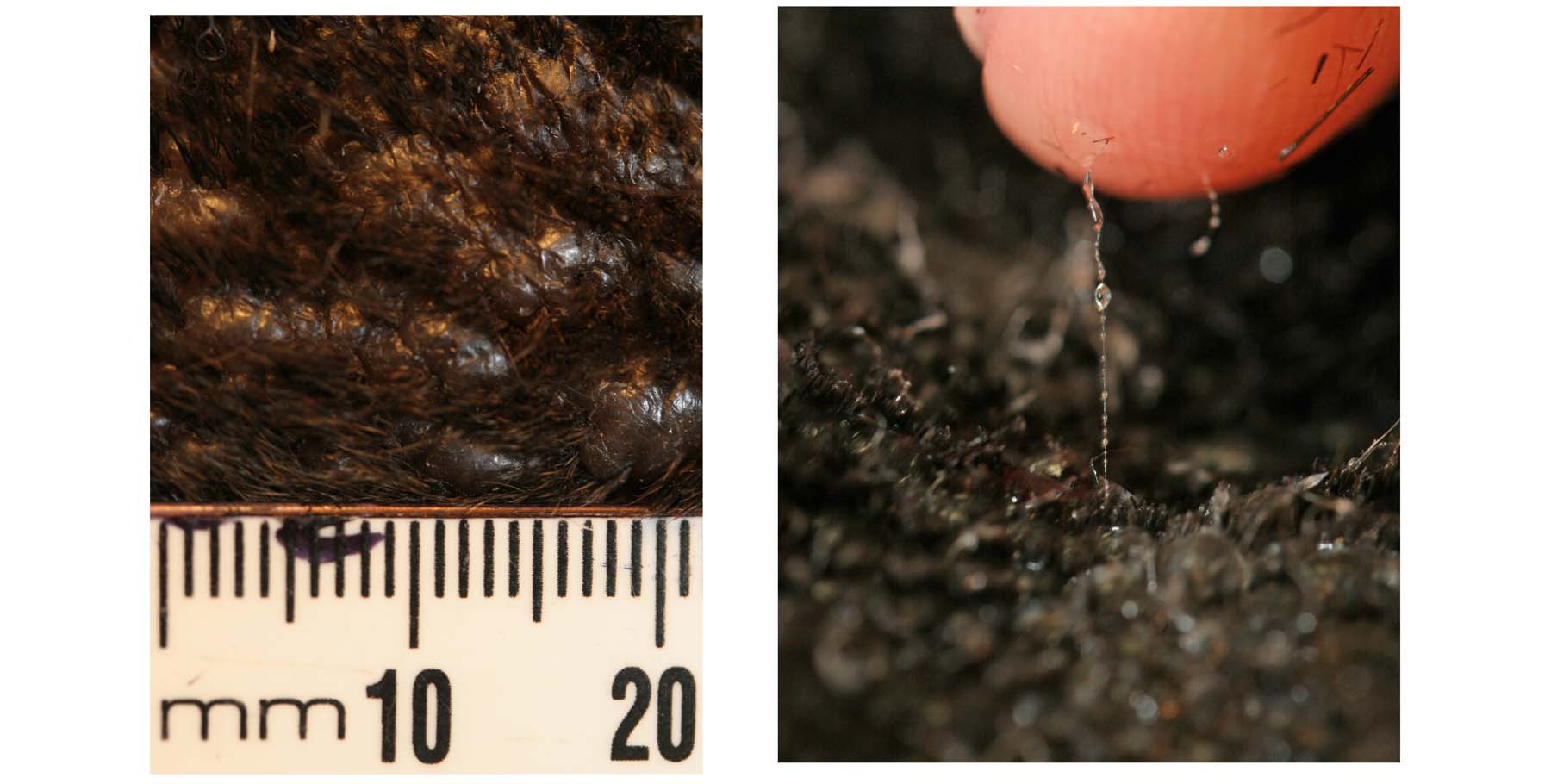 Cutaneous Mucinosis: Close-up appearance & Mucin strand, Chinese Shar Pei