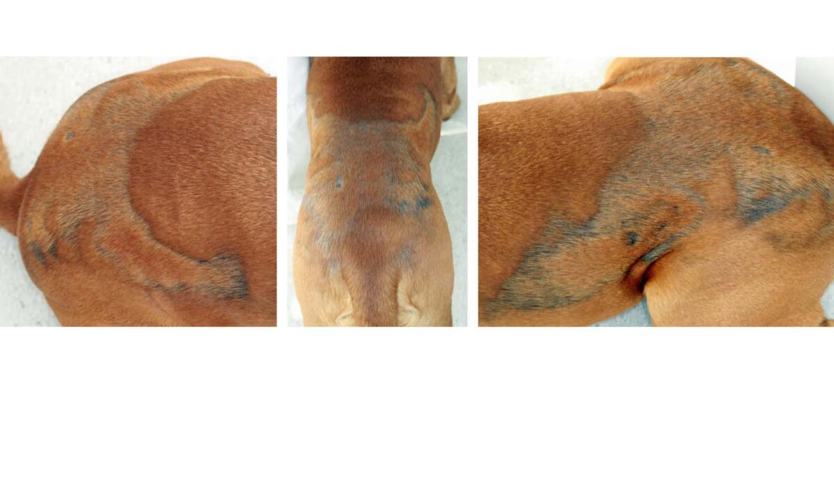 Cyclical Flank Alopecia, Dogue de Bordeaux