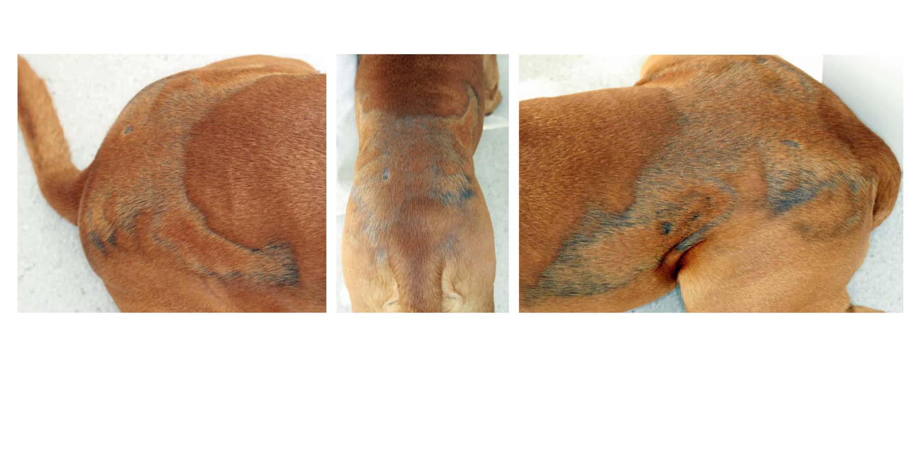 Cyclical Flank Alopecia, Dogue de Bordeaux