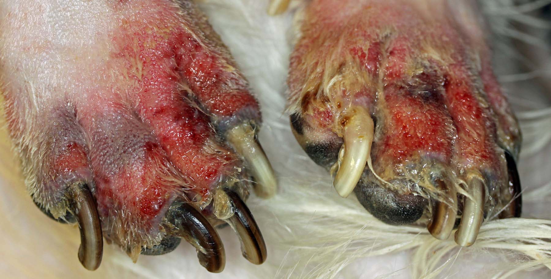 Pododemodicosis with Deep Bacterial Pyoderma, Shih Tzu