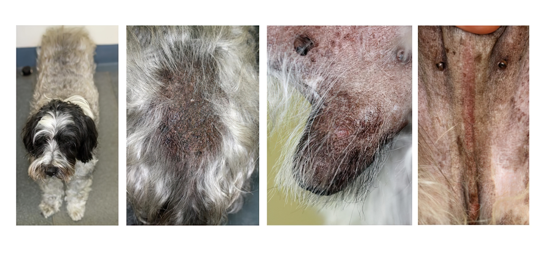Drug-Induced Hyperoestragenism: Washed-out Coat, Alopecia with Hyperpigmentation Pendulous Prepuce Linear Preputial Erythema