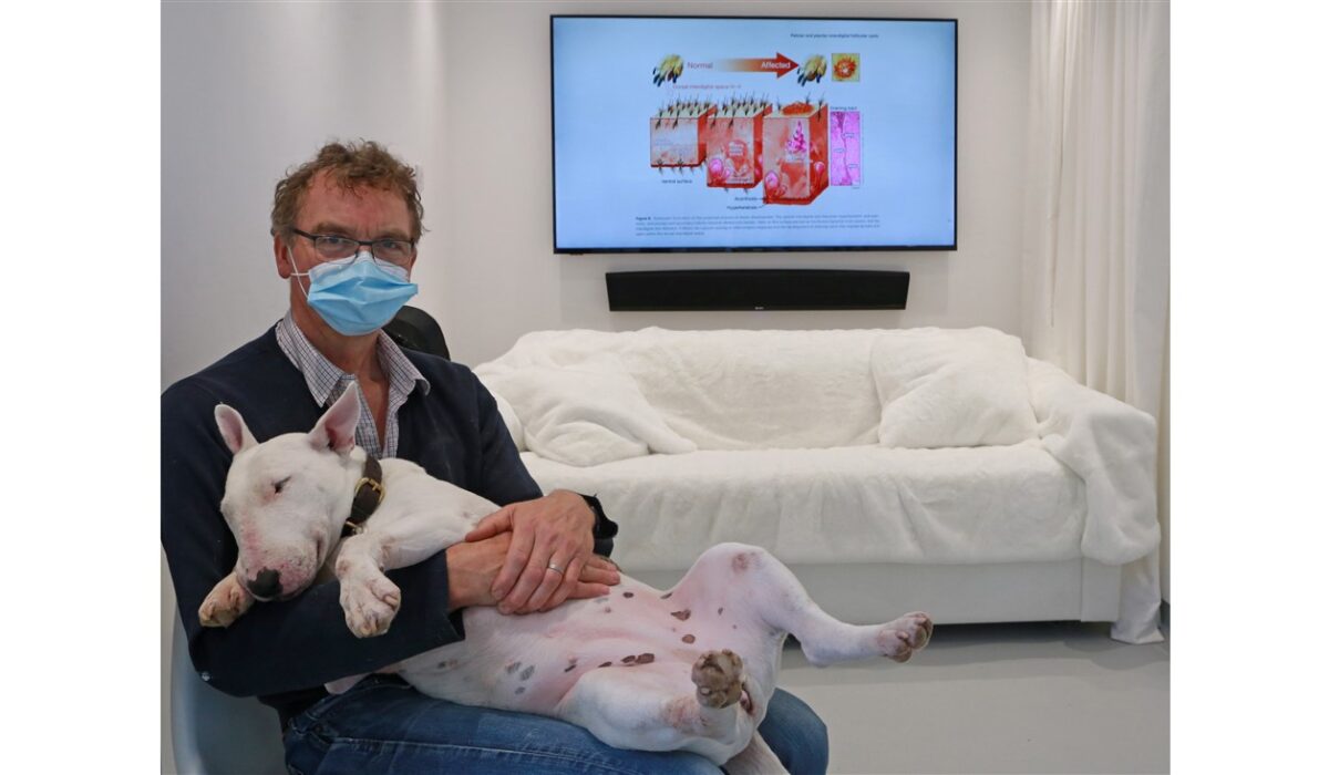 English Bull Terrier with Chronic Pododermatitis