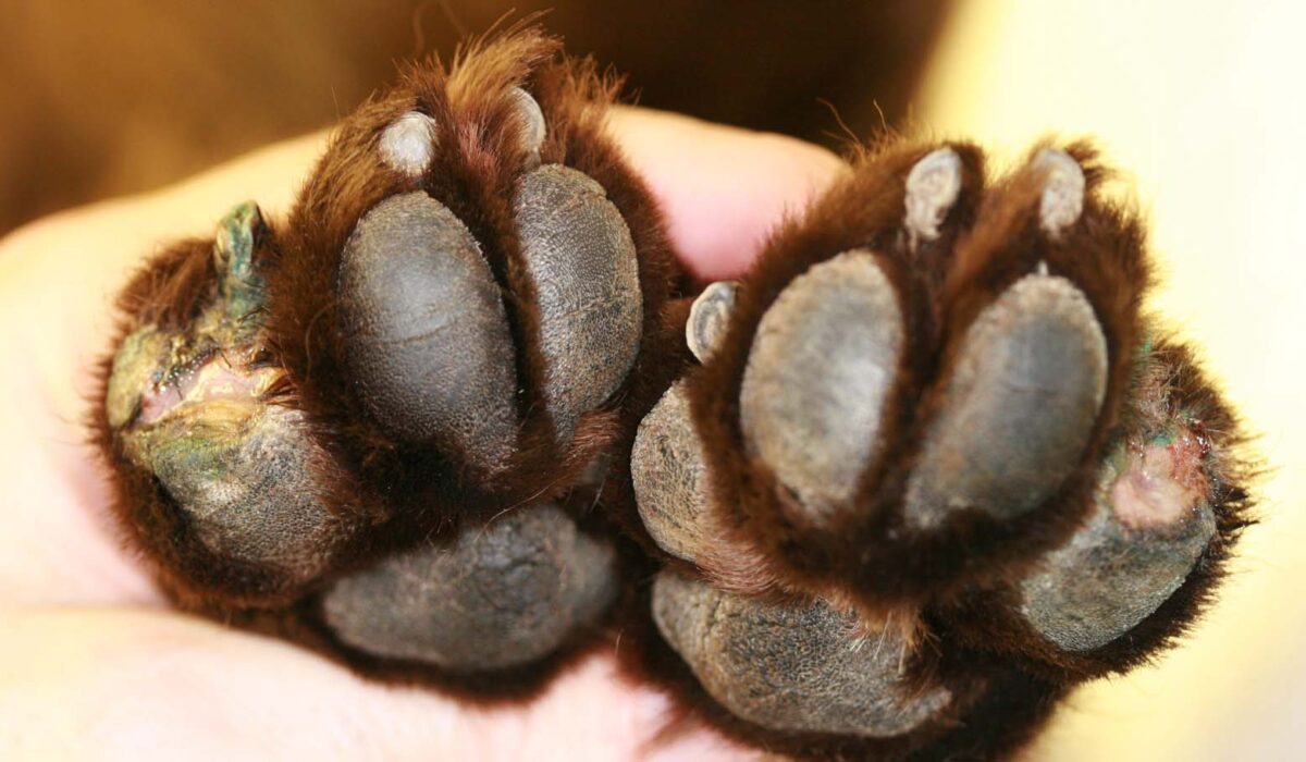 Rare early Acral Mutilation Syndrome, Field Spaniel