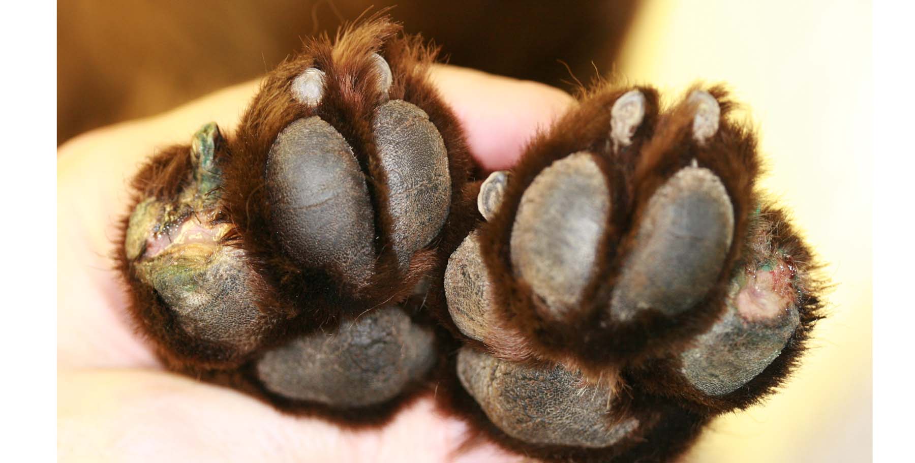 Rare early Acral Mutilation Syndrome, Field Spaniel