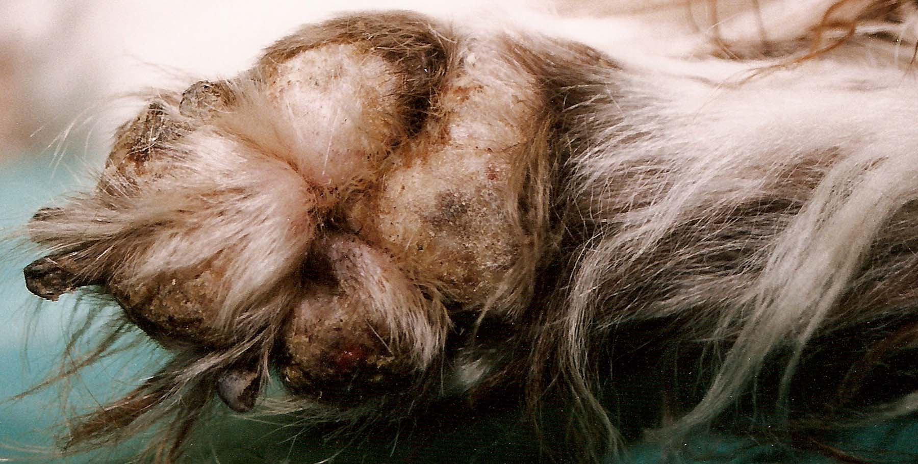 Rare Canine Necrolytic Migratory Erythema (Hepatocutaneous Syndrome): Early Pad Lesions